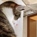 キャットタワーの上にいた猫→飼い主さんが近づいてくると…とんでもな…