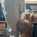 お父さんが帰ってくると、猫がべったりとくっついて…想像を超える『熱…
