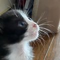 目をまん丸にして『見上げる子猫』→視線の先にいたのは……可愛すぎる瞬…