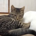 最初は威嚇していた保護子猫のきょうだい→先住猫たちに近づいて…あまりに…