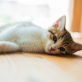 愛猫が『腹痛』を起こしている3つのサイン　見られたら即受診したほう…