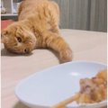 どうしても『唐揚げが食べたい猫』がとった行動…"葛藤する様子&q…
