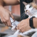 猫が健康を損なう『危ないお手入れ方法』5選　NGである理由や適切な方法も…