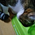 食いしん坊な猫が尿路結石を経て落ち着いたキャットフード『キャラッ…