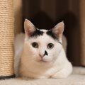 猫が『メンタルの不調』を抱えている4つのサイン　心が辛いときにできるこ…