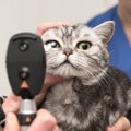 猫の『視力低下』を招いてしまう原因4つ　見えにくくなっている兆候や取る…