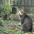 猫が大量の『よだれ』を出しているときの原因6つ　すぐに病院へ行くべ…
