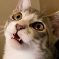 猫じゃらしの棒の部分で遊んだら…想像以上に『お喋りが止まらない猫の様子…