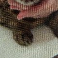 動物病院に『予防接種』を受けにきた猫→分かりやすすぎる『表情』に11万い…
