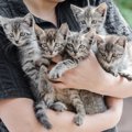 猫の『性格』は大きく分けて6つ！それぞれに合った飼い方や接し方とは？