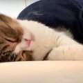 爆睡してたら飼い主さんに猫吸いされちゃった！それでも動じない猫さん