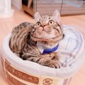 猫を迎える前に確認すべき5つのこと