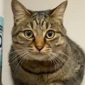 冷蔵庫の上に乗っていた猫に『にゃーん』と声をかけてみると…たまらなく可…