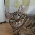 猫が挙動不審になってしまうシチュエーション６つ