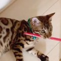 取らないで！ストローを必死に守る子猫♪