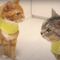 果物ネットで猫ちゃんをお洒落に？！