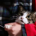 『臆病な猫』はどうケアすべき？6つの方法と接し方