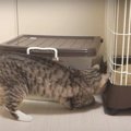 諦めない！ケージの下に潜むお宝を取りたい猫ちゃん