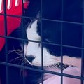 先輩猫が病院に行く日→『自分も連れて行かれる』と思った猫が…まさかの行…