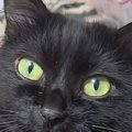 スマホを使っていると、隣にいる猫のおててが当たってきて…見てみると…