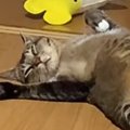 『寝ようとしている猫』を見ていたら……予想外の『人間みたいな行動』に爆…
