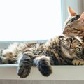 愛猫の不調を招かないために！日々の生活で心がけたいこと５つ