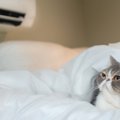 猫が『クーラー病』にかかっているときの3つの症状　予防のためにできるこ…