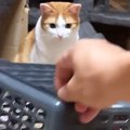 猫の前に買い物かごを用意→少し持ち上げたまま待っていると…『可愛すぎる…