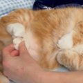 就寝前に『くつろいでいた猫』→肉球を撫でられると…とんでもなく可愛…