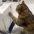 動かなくなってしまった『ヒーター』の前で止まった猫→何するのかと思…