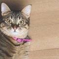 猫の行動から気持ちを読み取って猫ともっと仲良くなる