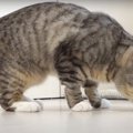 …美味しいの？猫ちゃんの床舐め徘徊