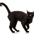 【獣医師監修】ボンベイってどんな猫？特徴や性格から飼う前の注意点・価…