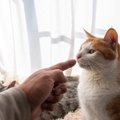 猫を飼うのに『向いていない人』の特徴4つ　お互いが不幸になってしまう可…