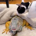 のんびりと過ごしている『温厚なイグアナ』に『子猫』が近づくと…まさかの…