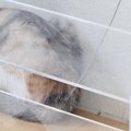 『棚の上』でくつろいでいた２匹の子猫→『床』を見ると……まさかの瞬間に「…