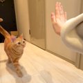 手を差し出して『タッチ』と言うと…得意技を『披露してくれる猫』が可…
