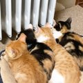 ヒーターがつくのを待っていた子猫たち→暖かくなってくると…かわいくてた…