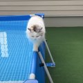 プールの細い縁の上を歩き始めた猫…思わず笑っちゃう『瞬間』が28万再生「…