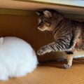 初めて『ウサギに遭遇した猫』→そーっと前足を伸ばすと……ほっこりする光景…