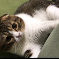 かまってほしいよ！飼い主さんの気を引く猫さん