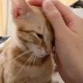 生まれて初めて一晩お留守番した子猫→飼い主が帰ってきた瞬間…嬉しさ大爆…