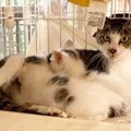 3本足の母猫を保護…2匹の子猫たちとの行く末は？