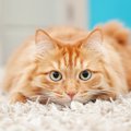 猫の『免疫力』が低下しているときの症状3つと対処法