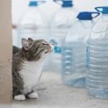 猫にまつわる『よくあるうわさ話・迷信』5選　なかにはホントのことも…