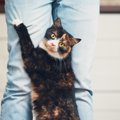 猫が飼い主の体をよじ登る心理５つ