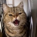 『威嚇を覚えたばかり』の1歳の猫→カメラに向かって怒った結果…ニヤけ…