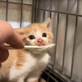 保護された赤ちゃん猫に離乳食をあげたら…めちゃくちゃ『キレながら食べる…