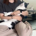 ママに抱っこされる猫→まるで『赤ちゃんのよう』で…幸せいっぱいな可…
