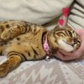 甘えモードの娘猫さんとヤキモチをやく母猫さん♡